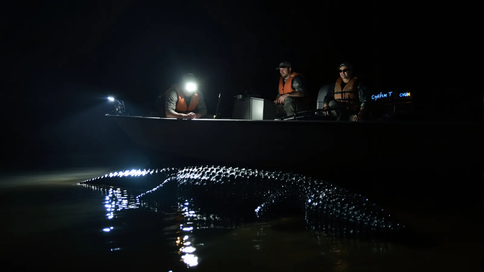 Guide locking a CITES tag through an alligator's tail in the boat at night