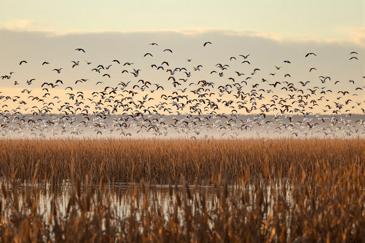 Flocks of pintails and snow geese lifting off a refuge wetland at golden hour