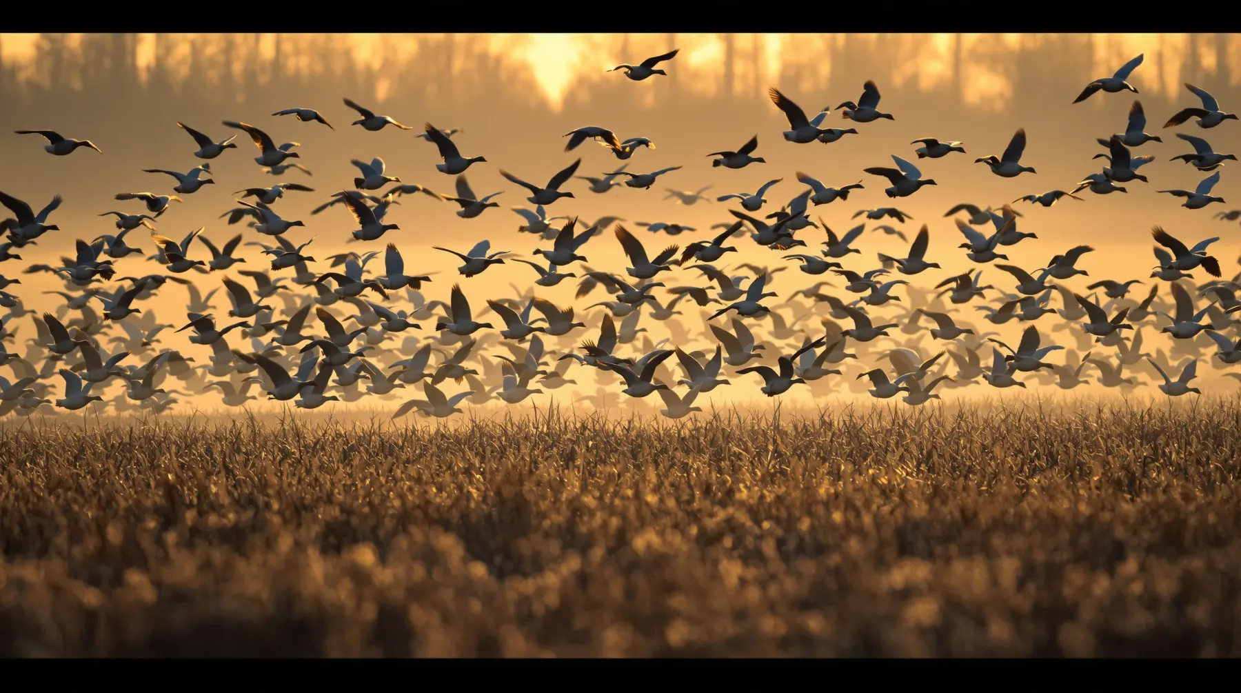 Canada geese cupping into a cut cornfield, the kind of field hunt you book with waterfowl outfitter software